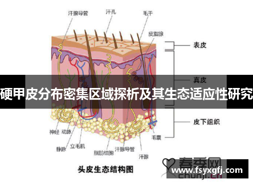 硬甲皮分布密集区域探析及其生态适应性研究 硬甲皮分布密集区域探析及其生态适应性研究